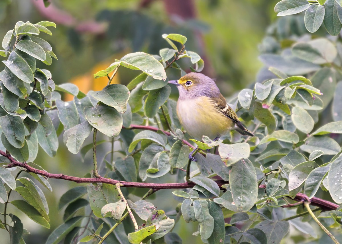 White-eyed Vireo - ML642043479