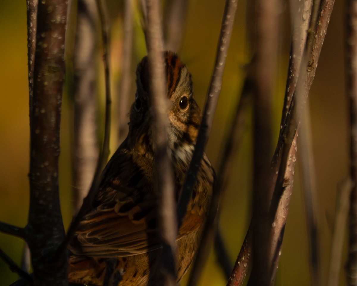 Lincoln's Sparrow - ML642043482