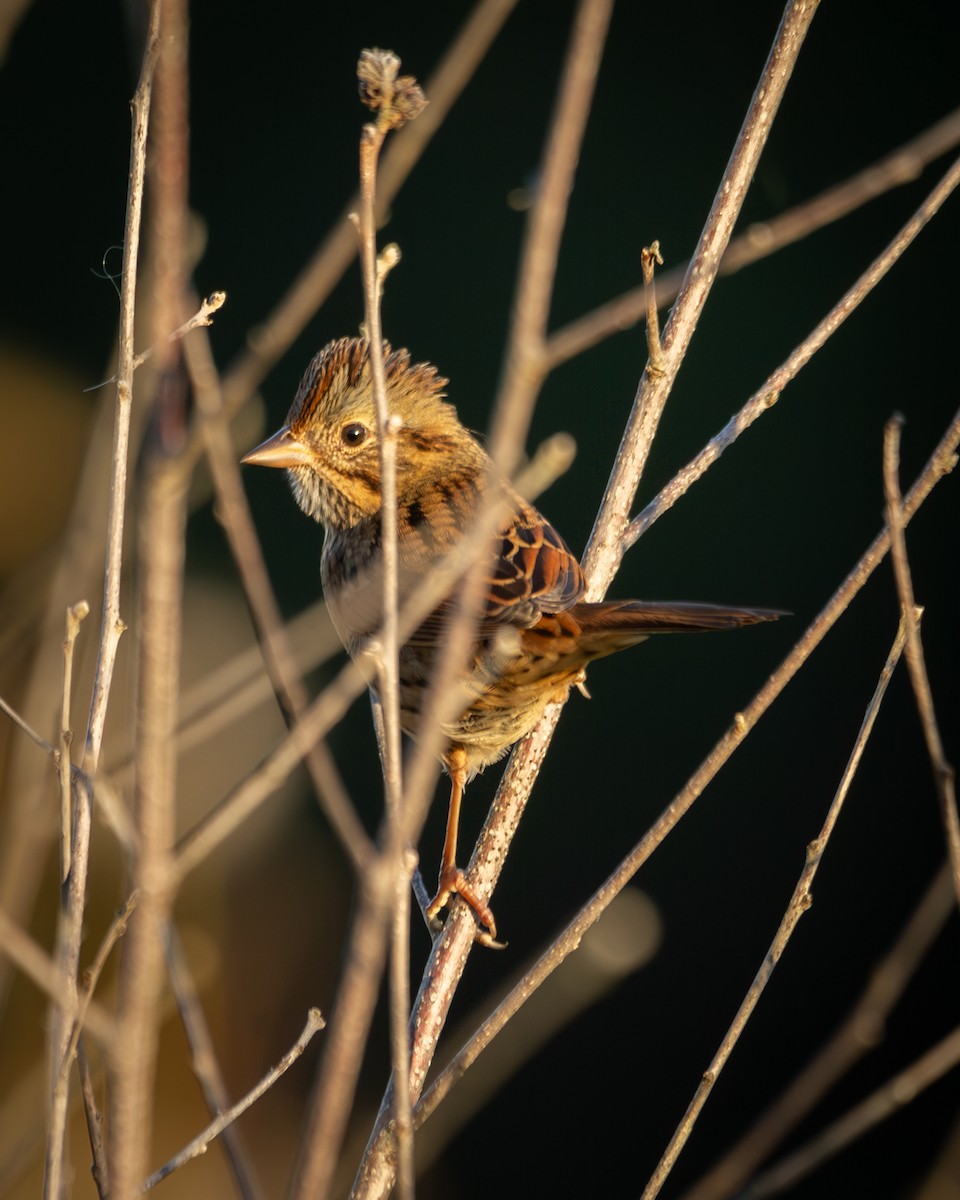 Lincoln's Sparrow - ML642043483