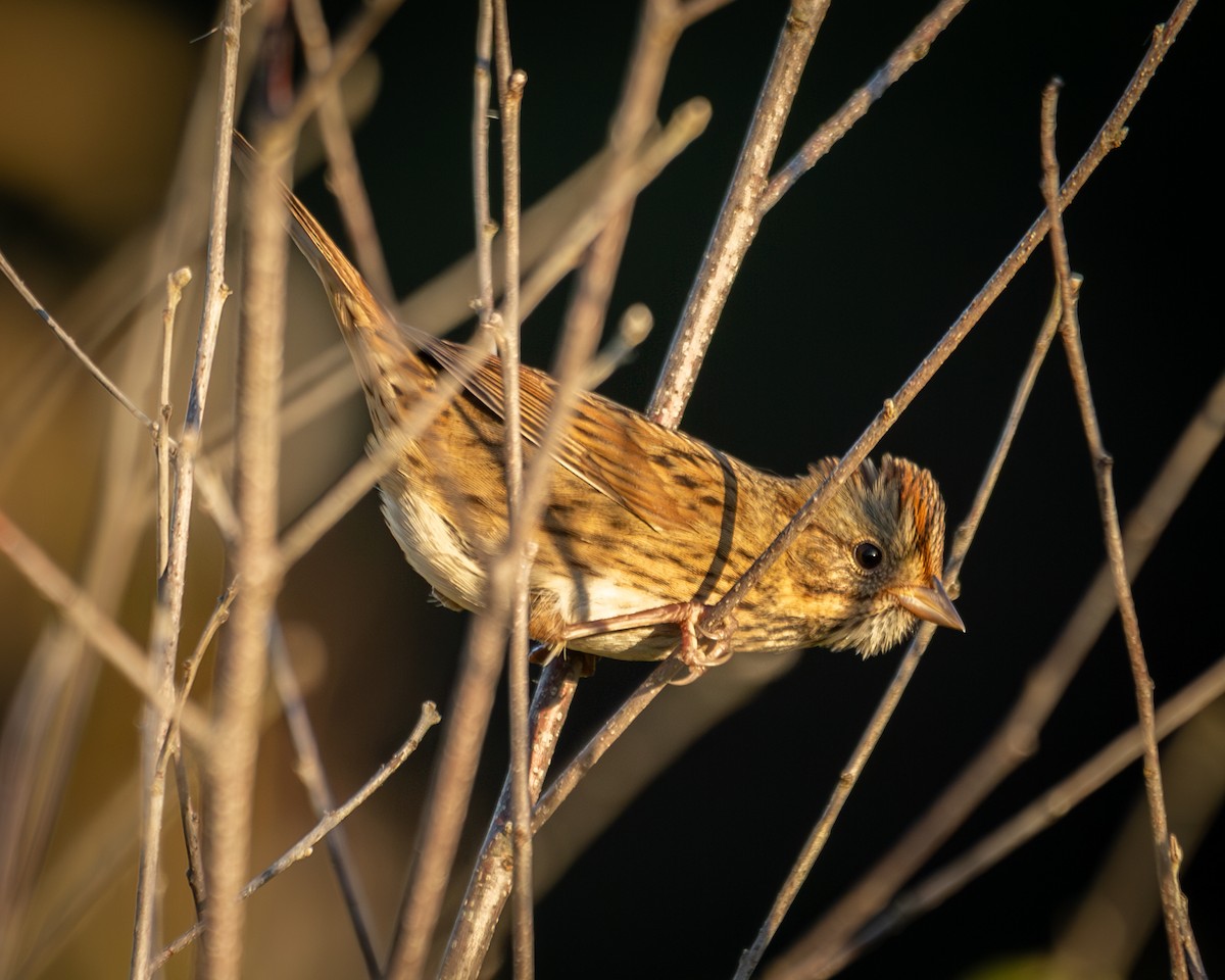 Lincoln's Sparrow - ML642043484