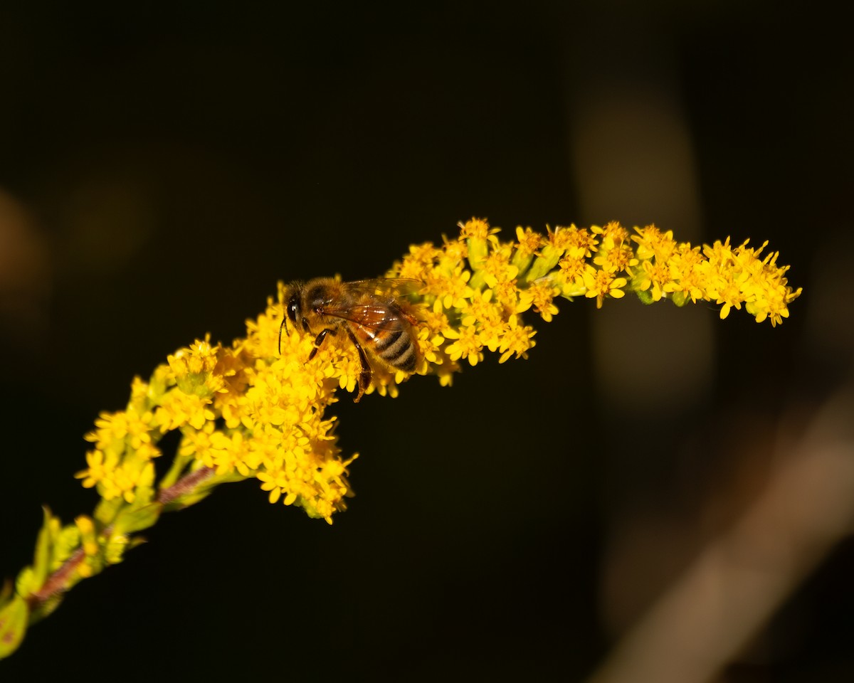 Western Honey Bee - ML642043496