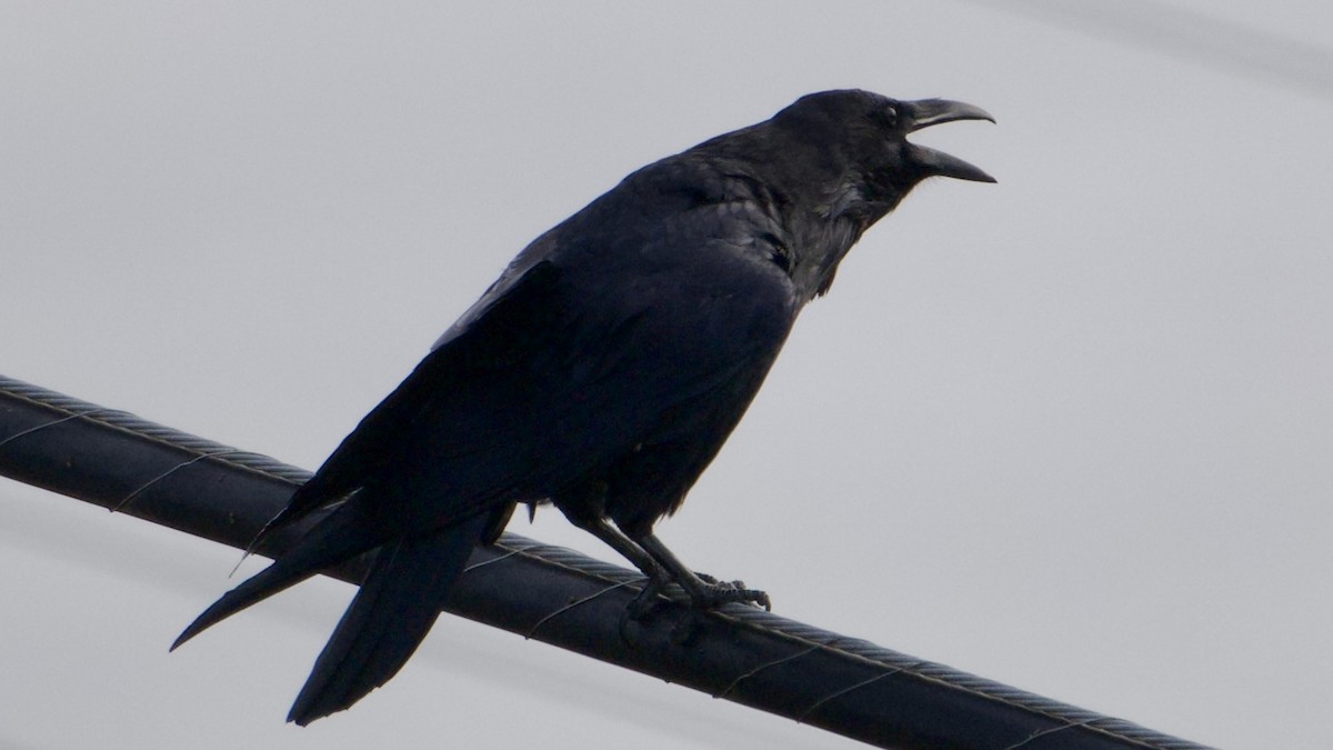 ravn - ML642043513