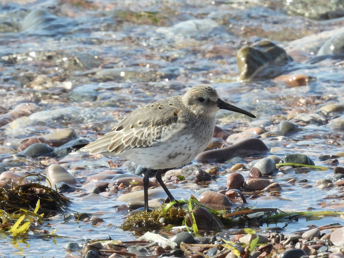 Dunlin - ML642043521