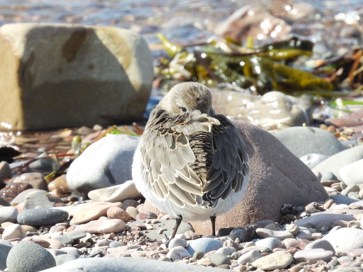 Dunlin - ML642043522