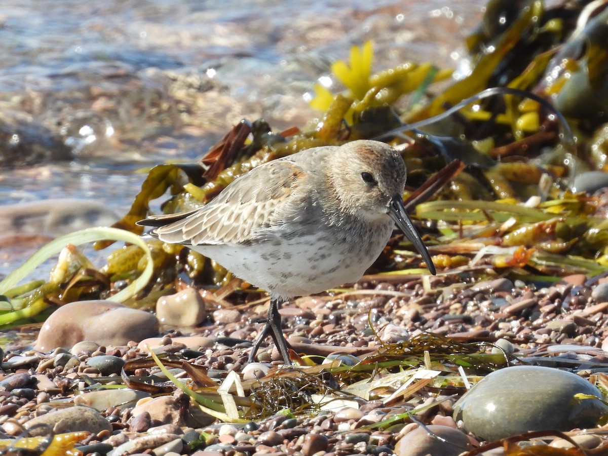 Dunlin - ML642043523