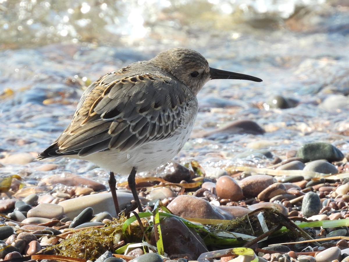Dunlin - ML642043524