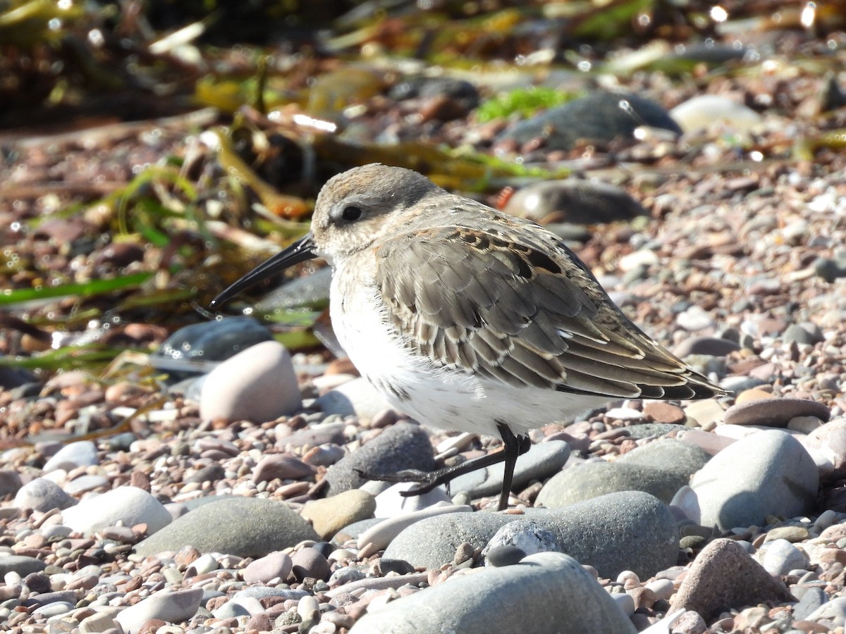 Dunlin - ML642043525