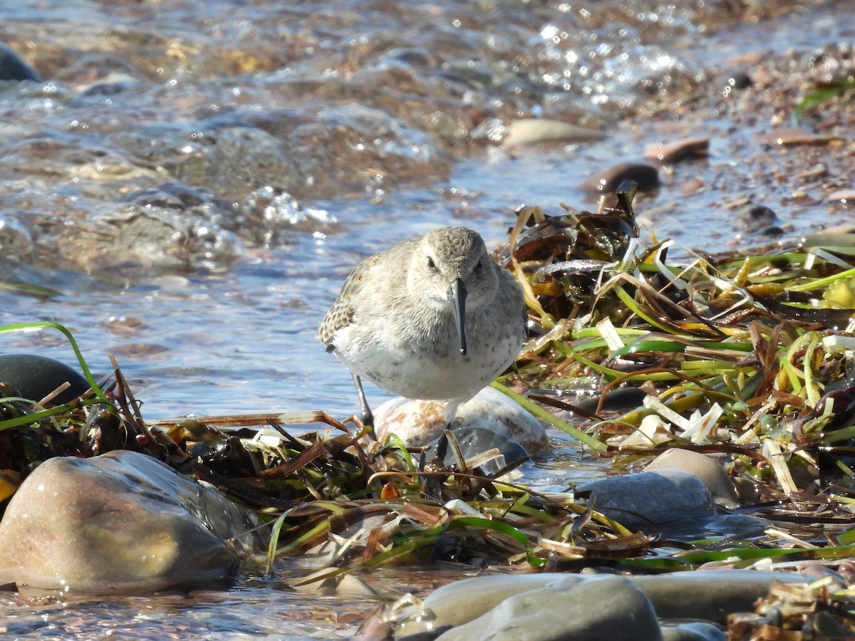 Dunlin - ML642043526
