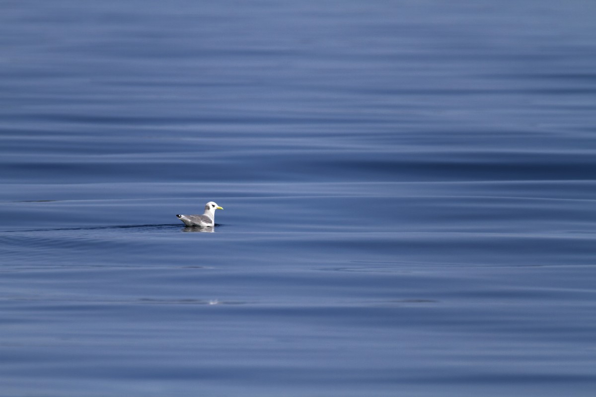 Black-legged Kittiwake - ML642043539