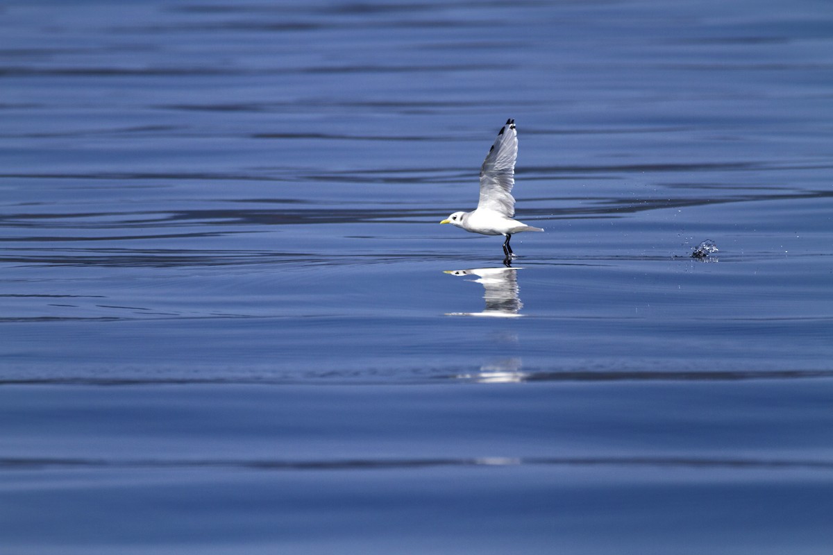 Black-legged Kittiwake - ML642043541