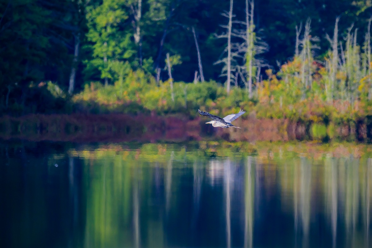Great Blue Heron - ML642043551