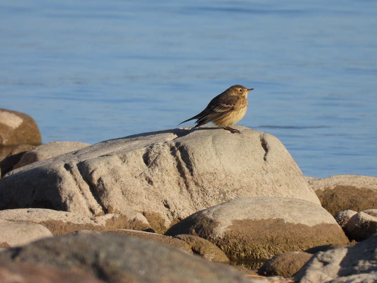 American Pipit - ML642043565