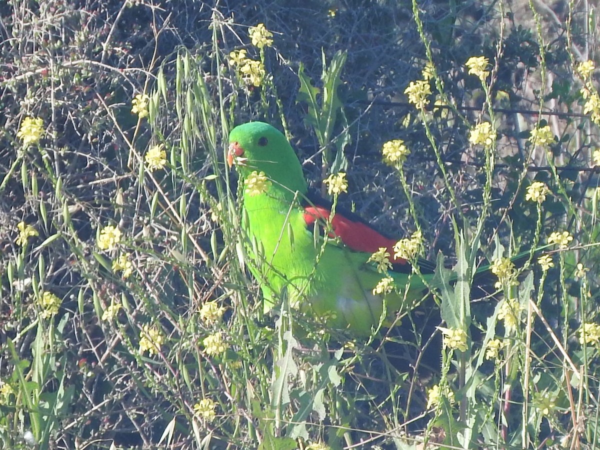 Red-winged Parrot - ML642043572