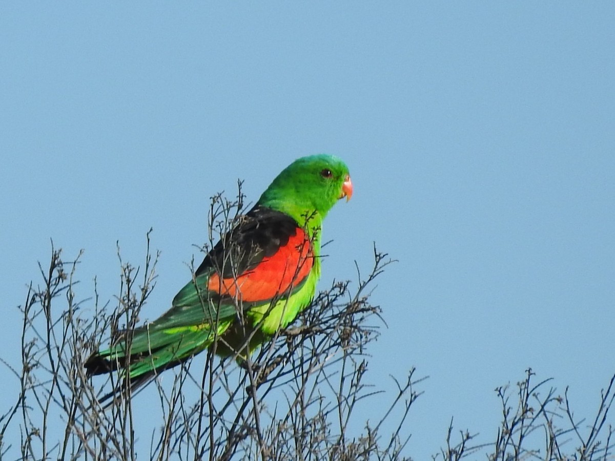 Red-winged Parrot - ML642043582