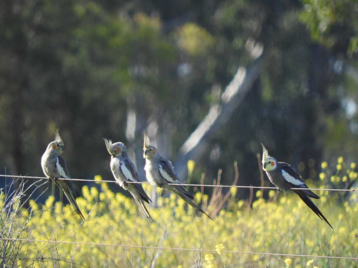 Cockatiel - ML642043594