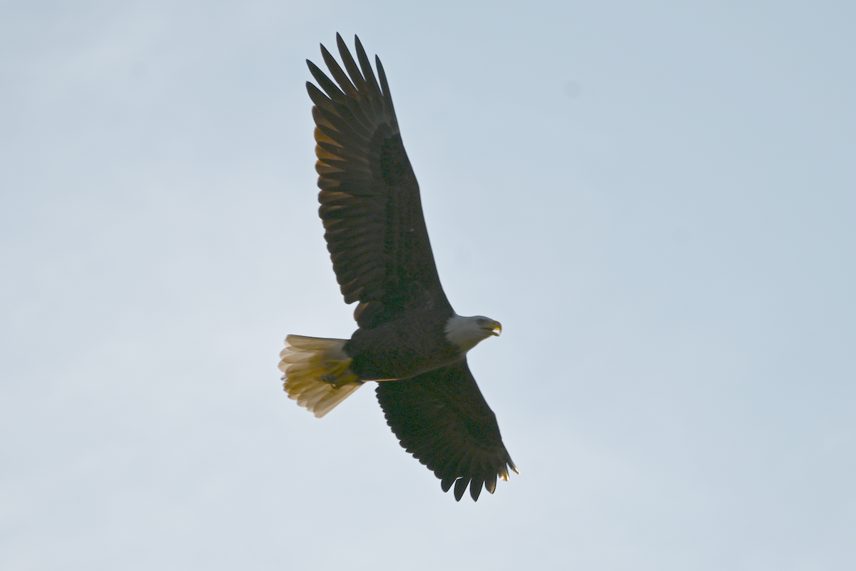 orel bělohlavý - ML642043607