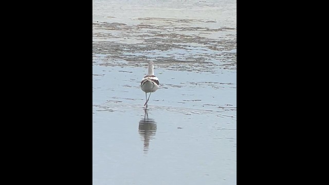 American Avocet - ML642043620