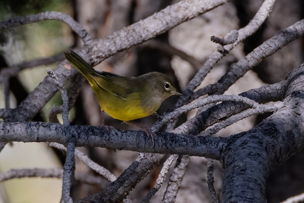 MacGillivray's Warbler - ML642043637