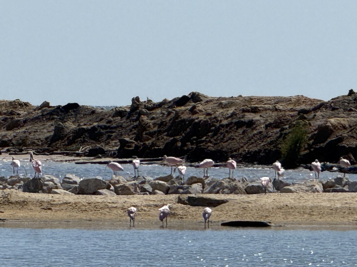 Roseate Spoonbill - ML642043638
