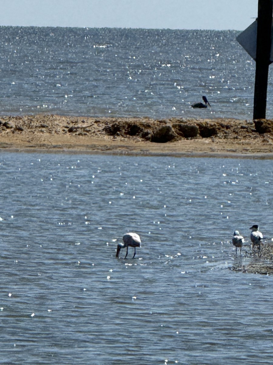 Roseate Spoonbill - ML642043639