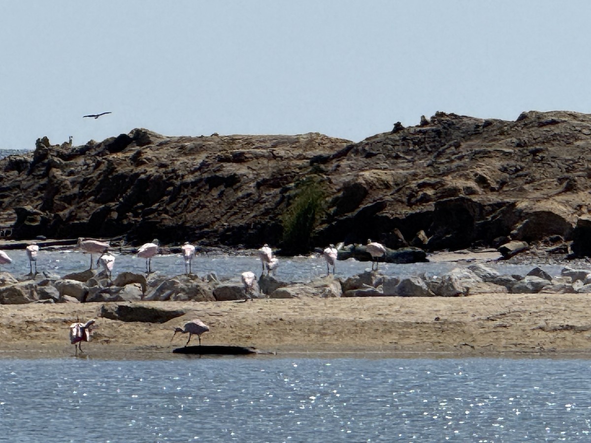 Roseate Spoonbill - ML642043640