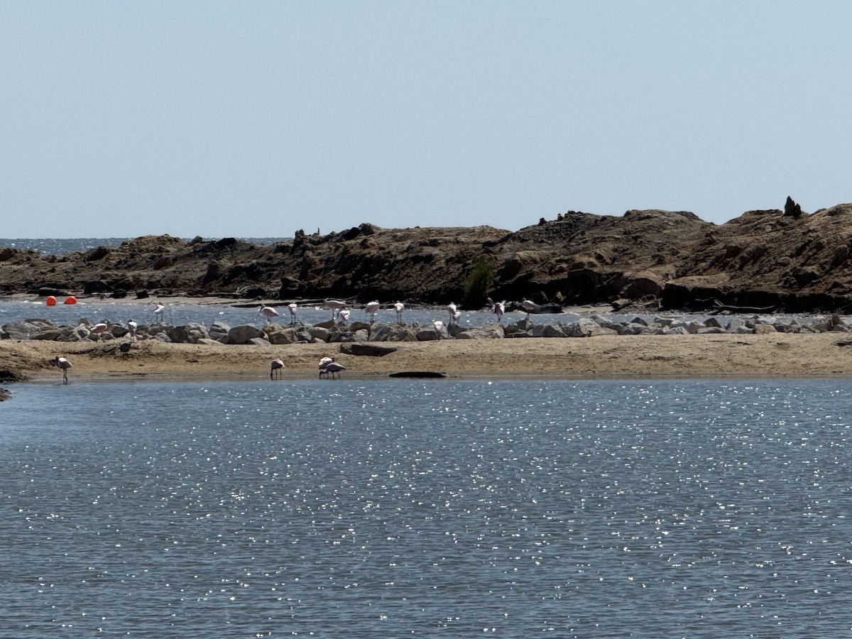 Roseate Spoonbill - ML642043641