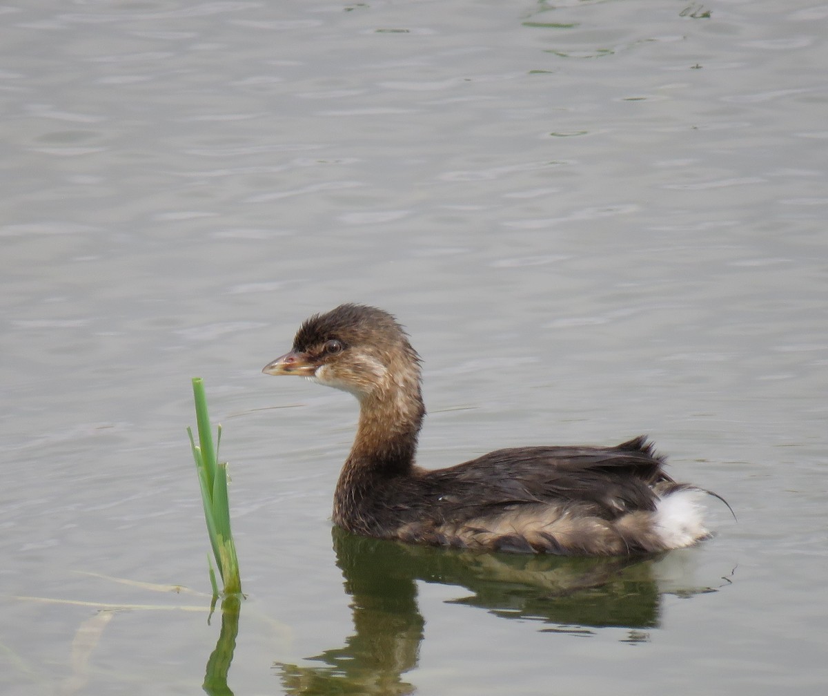 Pied-billed Grebe - ML642043657