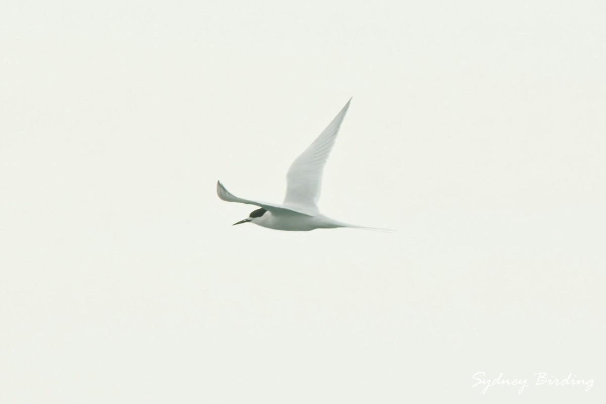 White-fronted Tern - ML642043664