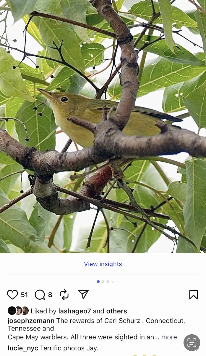 Connecticut Warbler - ML642043669