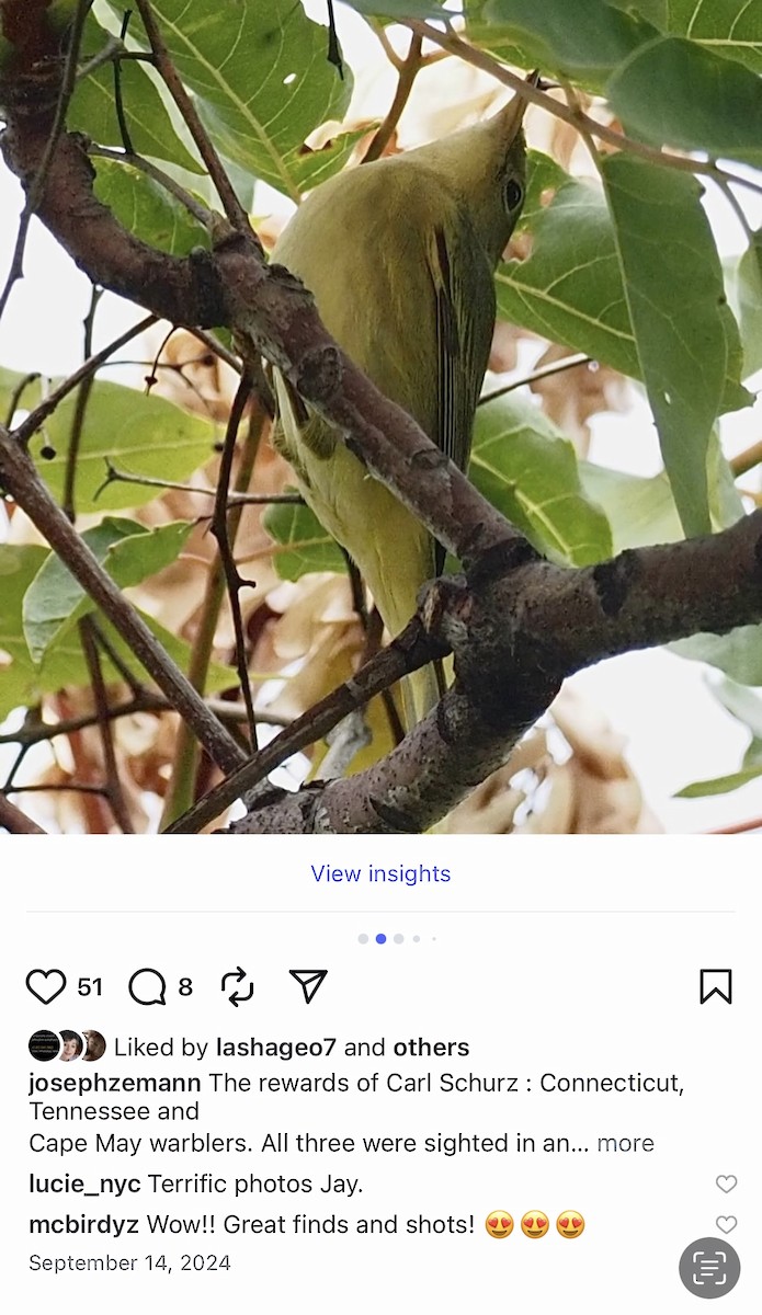 Connecticut Warbler - ML642043670
