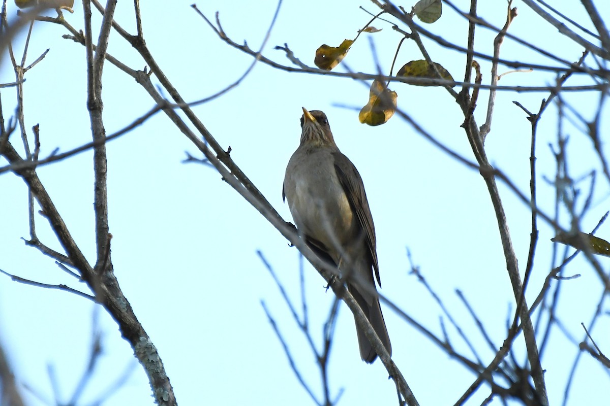 Creamy-bellied Thrush - ML642043676