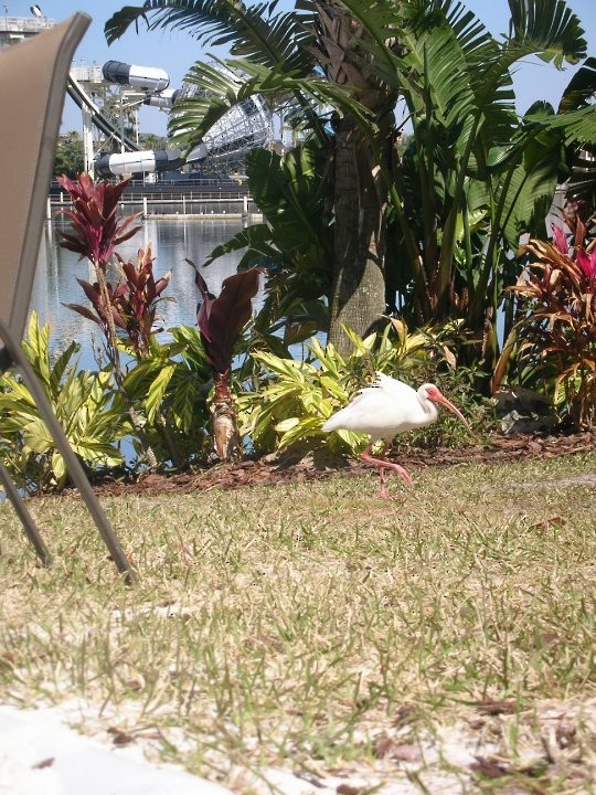 White Ibis - ML642043681