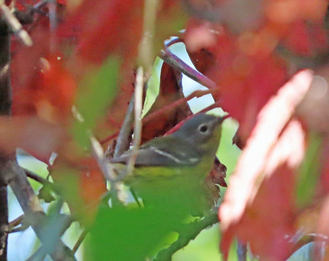 Magnolia Warbler - ML642043682