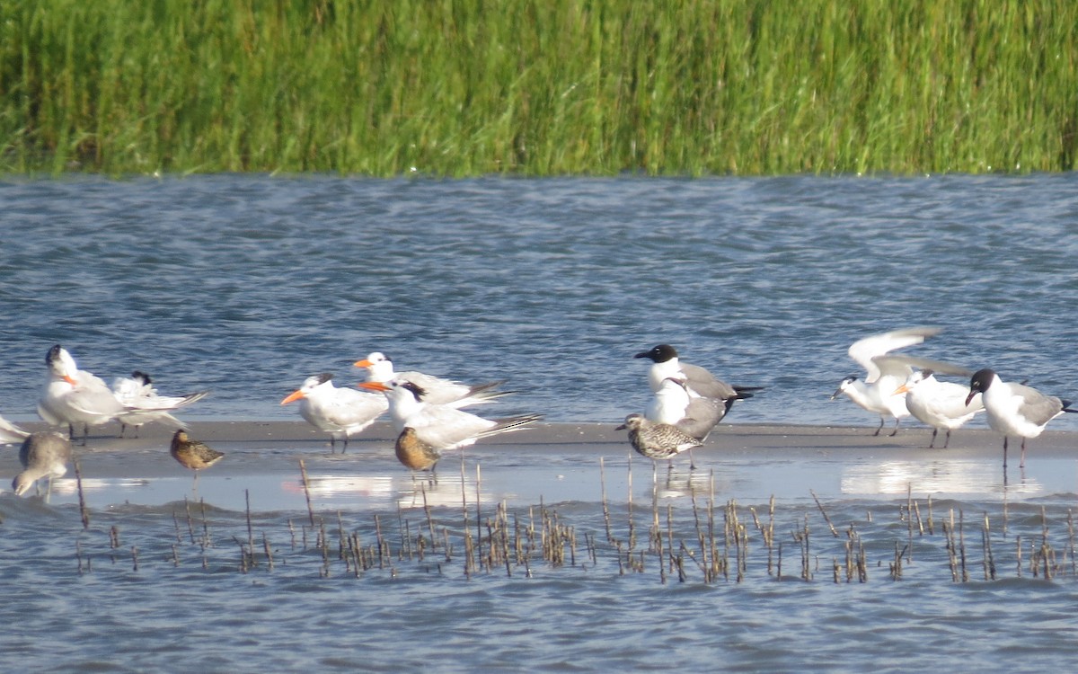 Moorschlammläufer - ML642043691