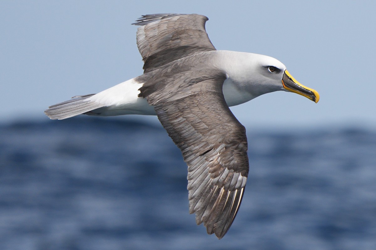 Buller's Albatross - ML642043700