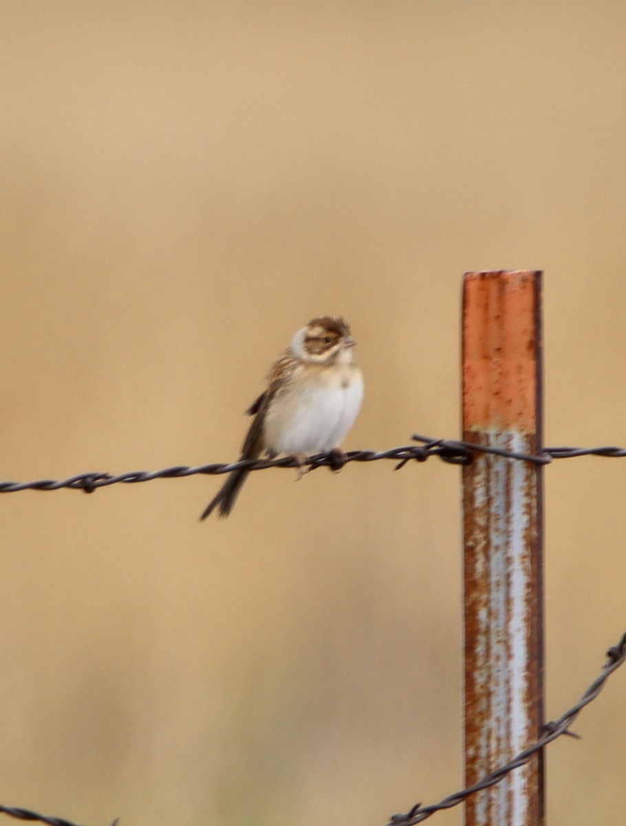 Clay-colored Sparrow - ML642043720