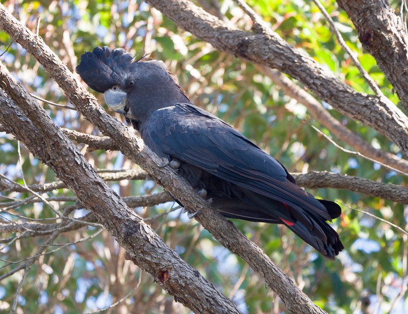 Red-tailed Black-Cockatoo - ML642043725
