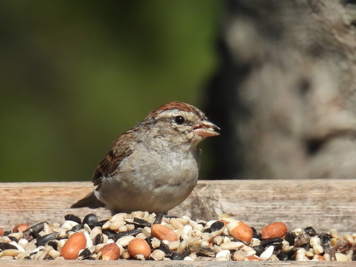 Chipping Sparrow - ML642043734