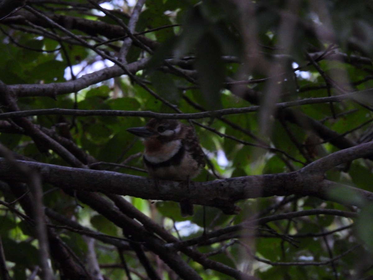 Russet-throated Puffbird - ML642043735