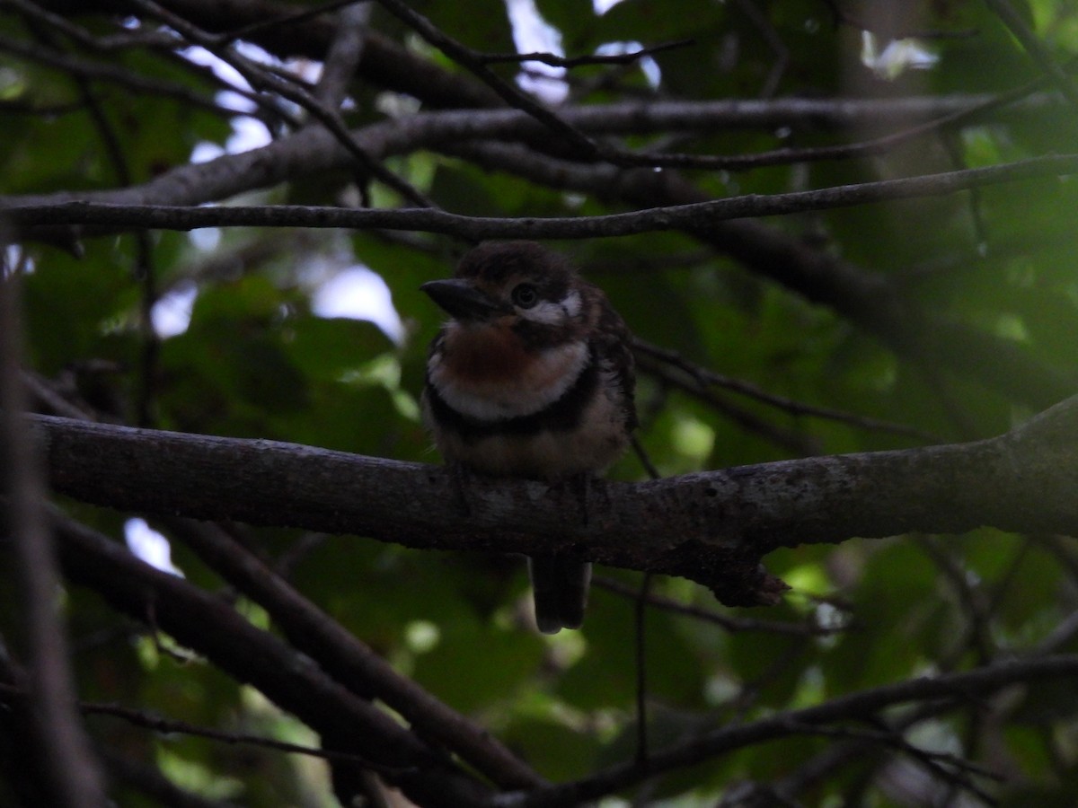 Russet-throated Puffbird - ML642043736