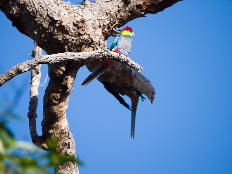 Red-capped Parrot - ML642043737