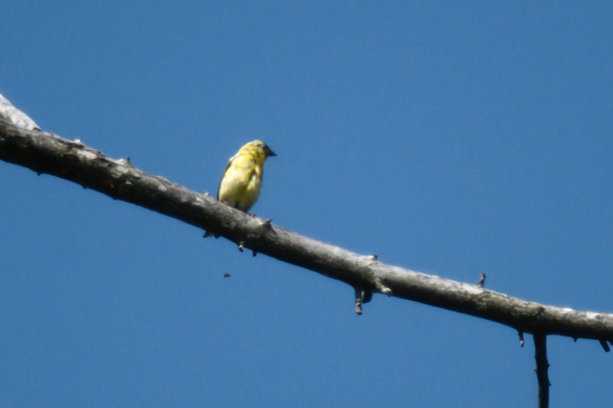 American Goldfinch - ML642043739