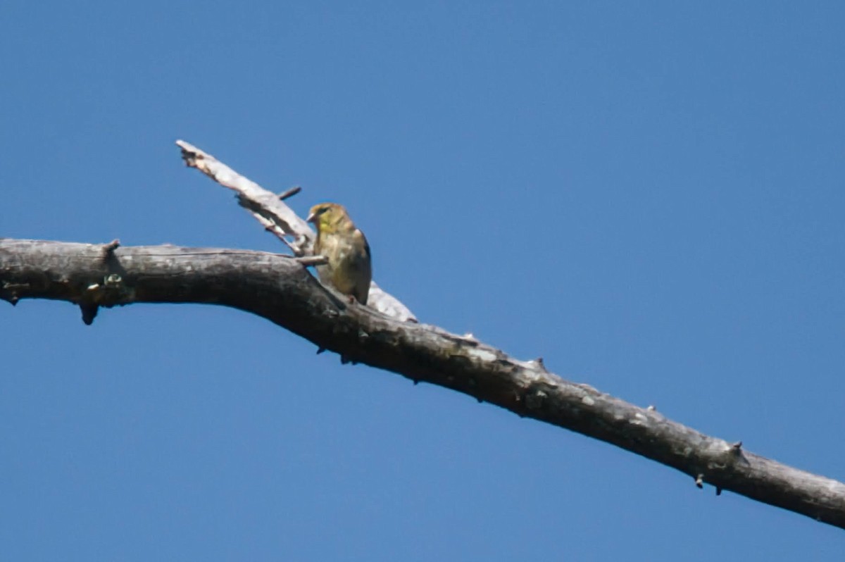 American Goldfinch - ML642043740