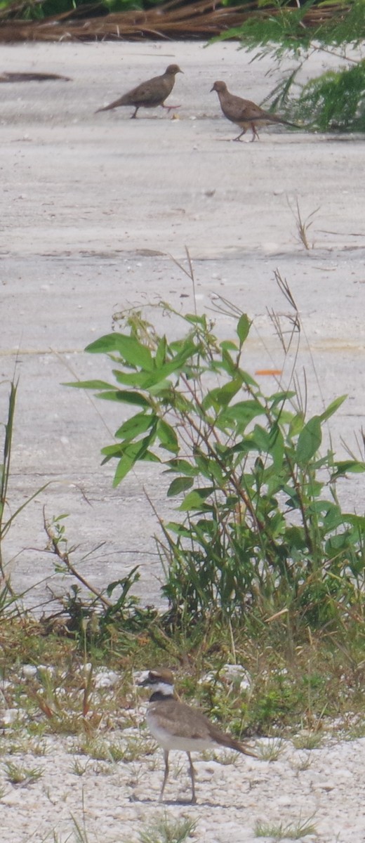 תורית אמריקנית - ML642043742