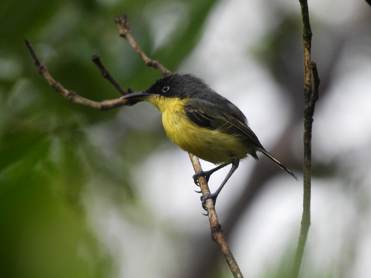 Common Tody-Flycatcher - ML642043743