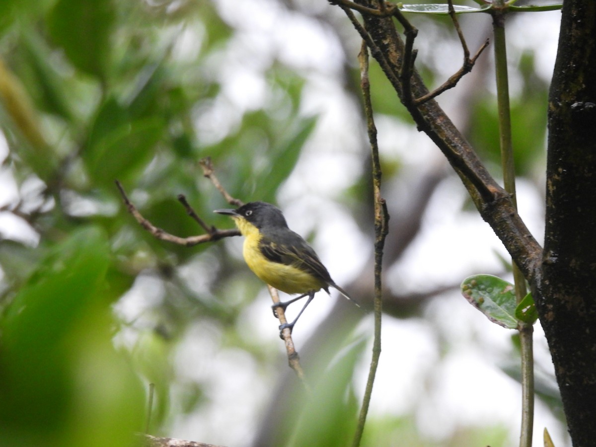 Common Tody-Flycatcher - ML642043744