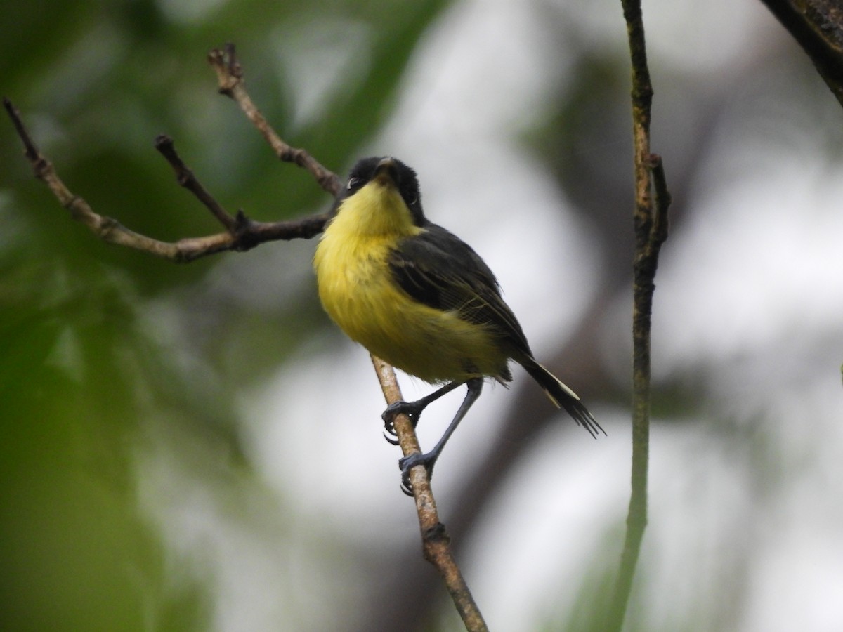 Common Tody-Flycatcher - ML642043745