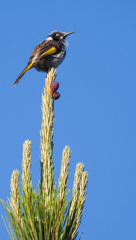 New Holland Honeyeater - ML642043748