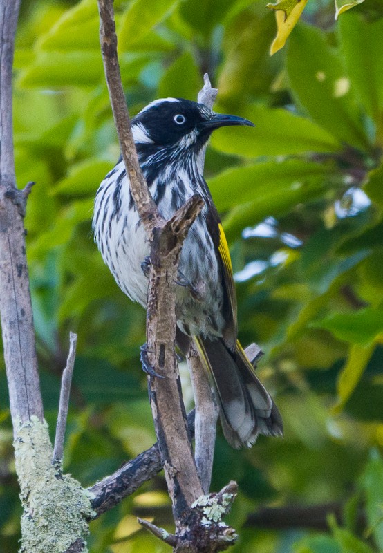 New Holland Honeyeater - ML642043749