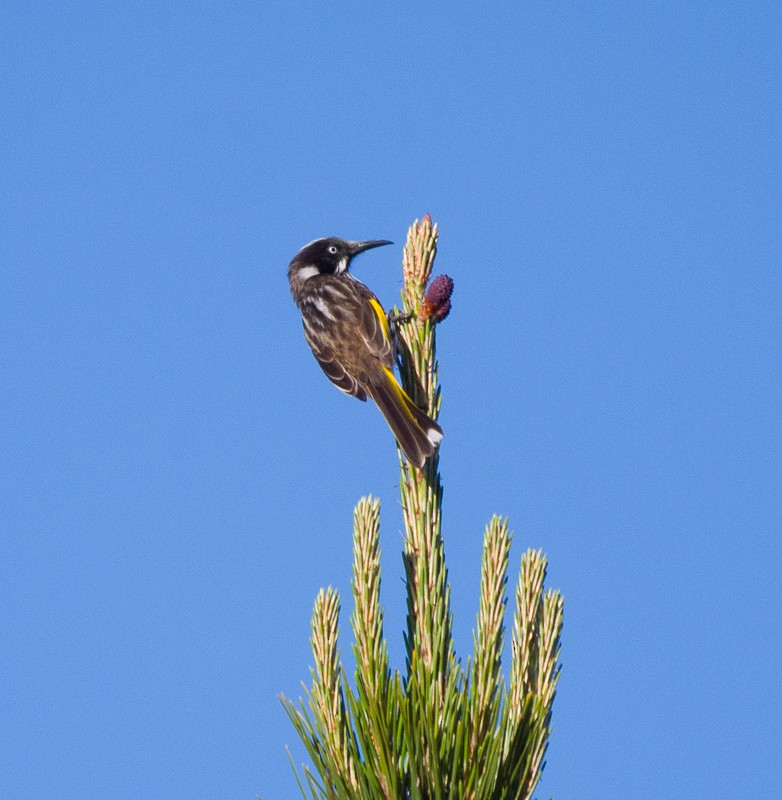 New Holland Honeyeater - ML642043750